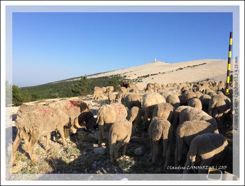 moutons en VAE P150805 iP5-4807 export-2